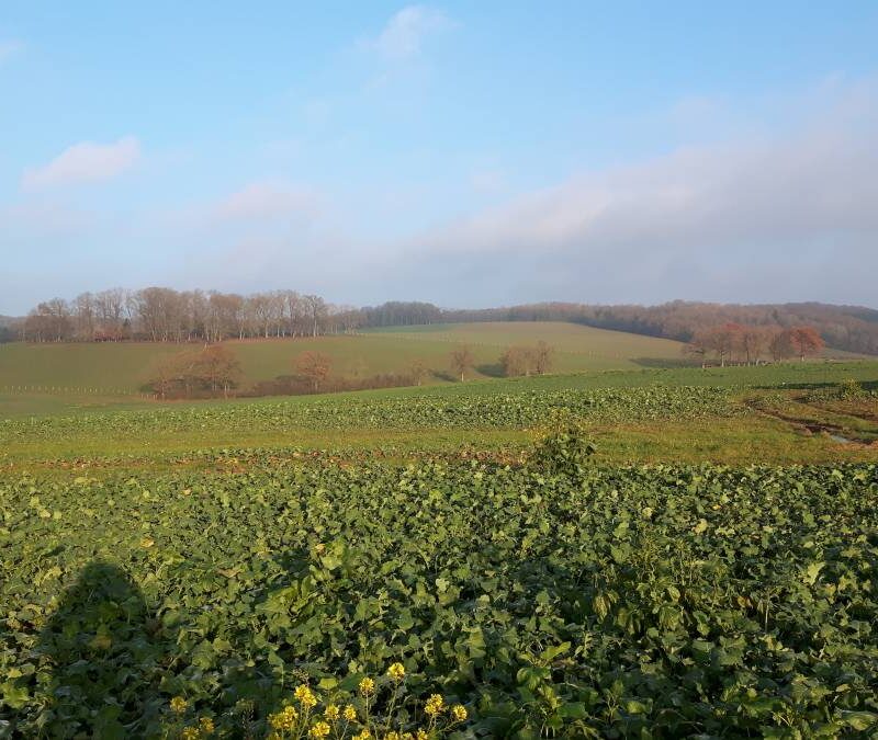 Nos Salers &agrave; l’&eacute;table! Jarville-la-Malgrange 8