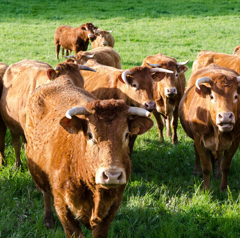 FERME DE MERLINSOL2 800X795 | Ferme De Merlinsol Nos engagements qualité en tant qu’éleveurs traditionnels de vaches Salers en Moselle (57) Vandœuvre-lès-Nancy 0