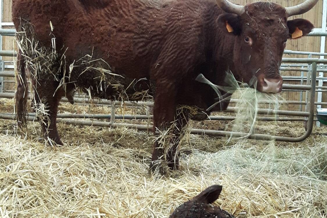 20180315_122133 1125X750 | Ferme De Merlinsol Le Printemps à Chambrey Saint-Max