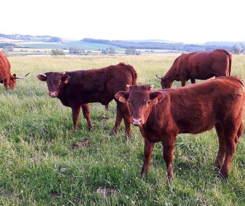 20180610_202129 800X675 | Ferme De Merlinsol Nos engagements qualité en tant qu’éleveurs traditionnels de vaches Salers en Moselle (57) Villers-lès-Nancy 1