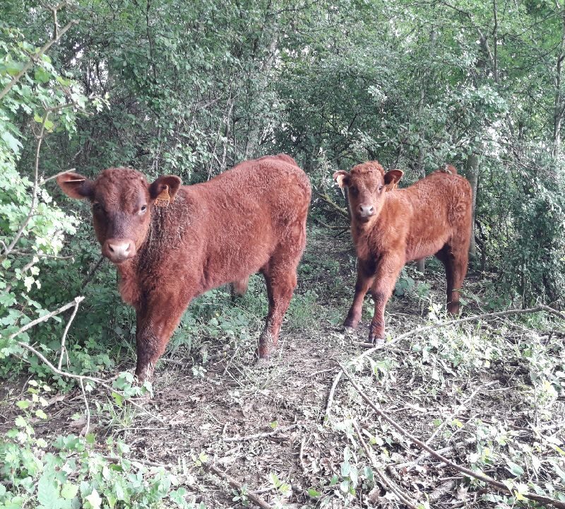 Le bienfait de nos prairies! Lun&eacute;ville 1
