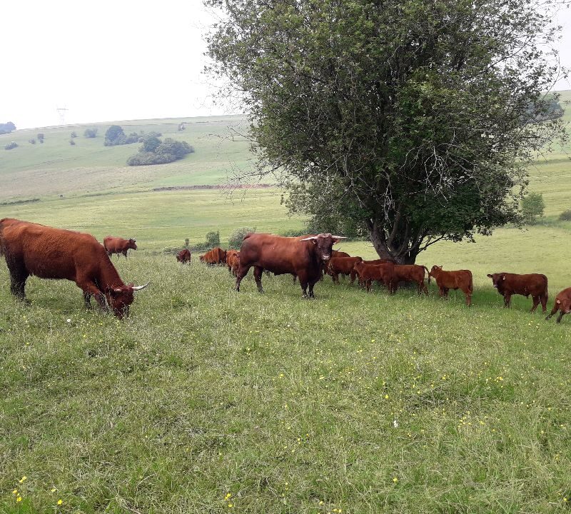 Le bienfait de nos prairies! Villers-l&egrave;s-Nancy 3