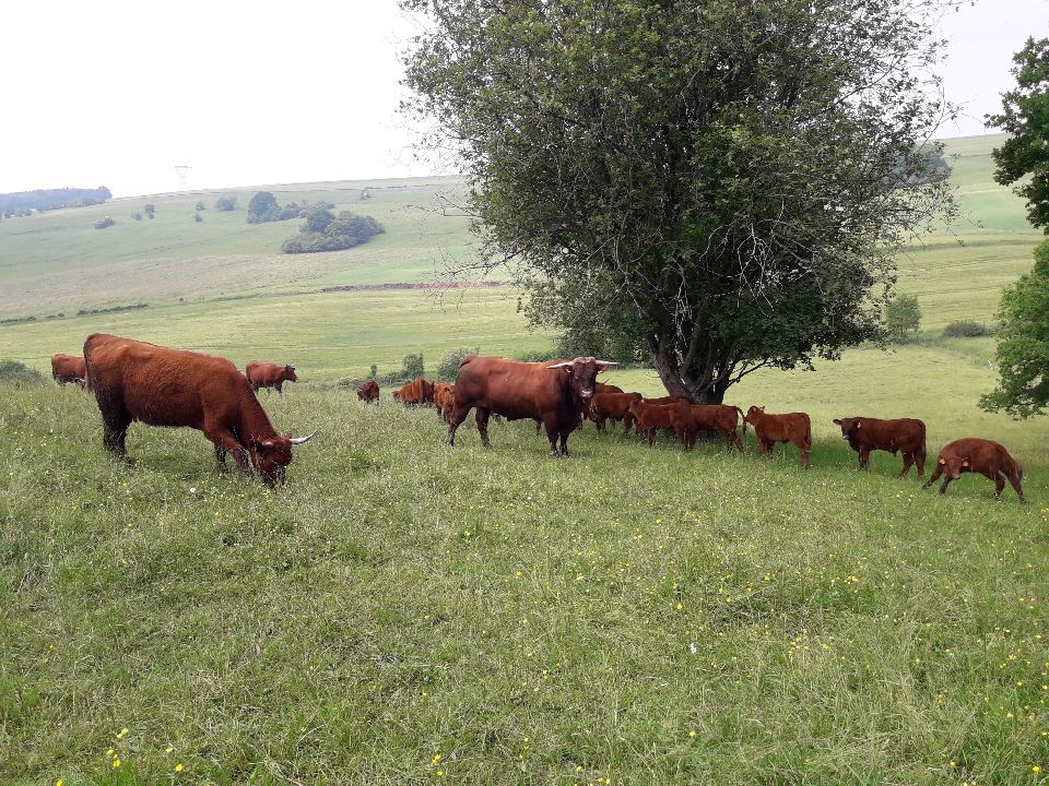 Le bienfait de nos prairies! Max&eacute;ville