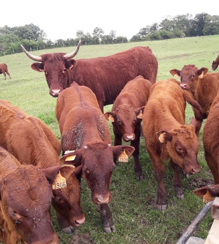 Le bienfait de nos prairies! Max&eacute;ville 0